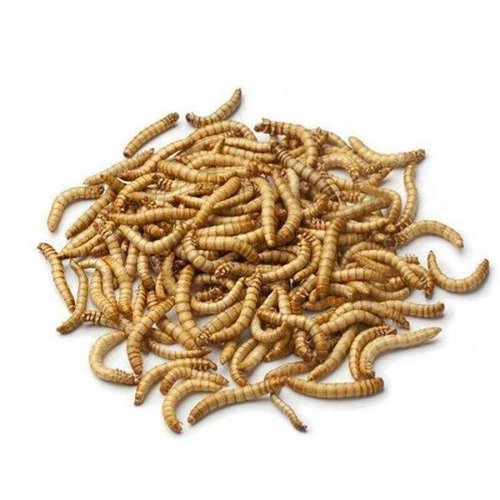 Freeze-dried mealworms