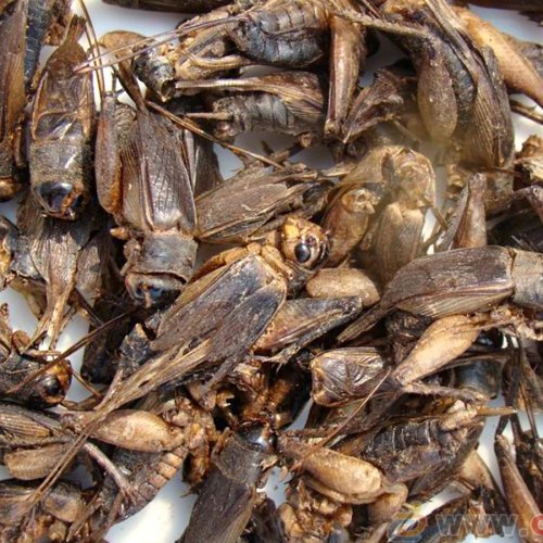 Freeze-dried crickets